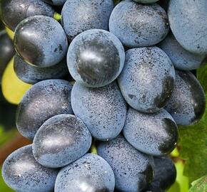 Réva vinná stolní bezsemenná 'Attika'