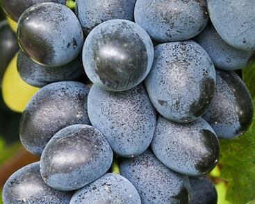 Réva vinná stolní bezsemenná 'Attika'