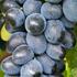 Vitis vinifera 'Attika'.jpg