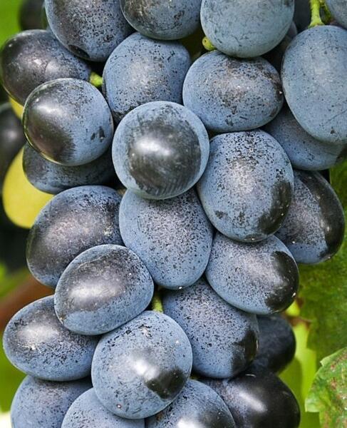Réva vinná stolní bezsemenná 'Attika' - Vitis vinifera 'Attika'