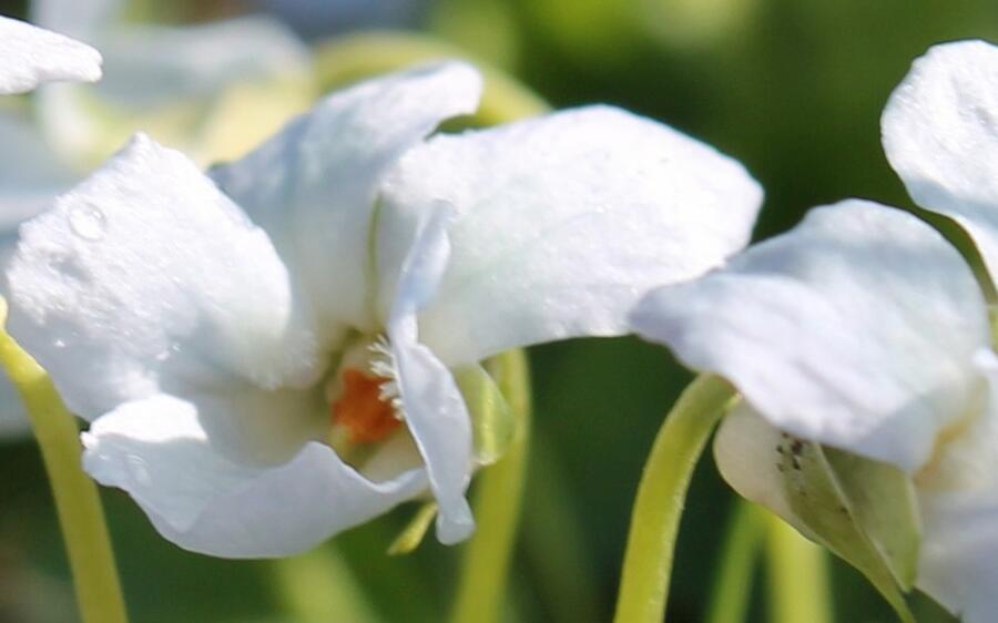 Violka vonná 'Reine de Neiges' - Viola odorata 'Reine de Neiges'