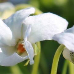 Violka vonná 'Reine de Neiges' - Viola odorata 'Reine de Neiges'