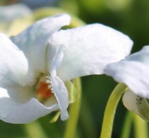 Violka vonná 'Reine de Neiges' - Viola odorata 'Reine de Neiges'
