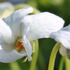 Viola odorata 'Reine de Neiges'.jpg