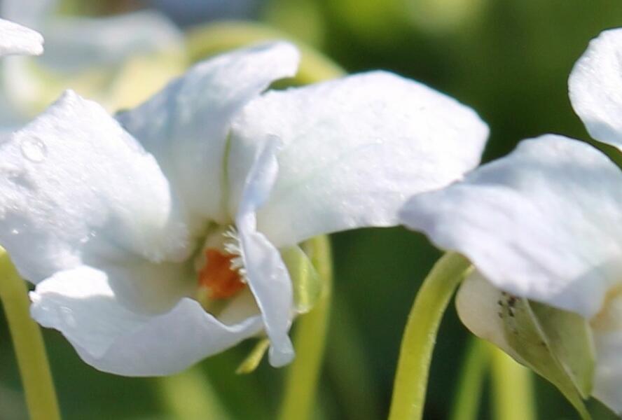 Violka vonná 'Reine de Neiges' - Viola odorata 'Reine de Neiges'
