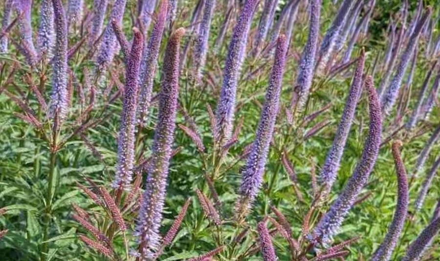 Rozrazilovec viržinský 'Apollo' - Veronicastrum virginicum 'Apollo'