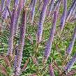 Rozrazilovec viržinský 'Apollo' - Veronicastrum virginicum 'Apollo'