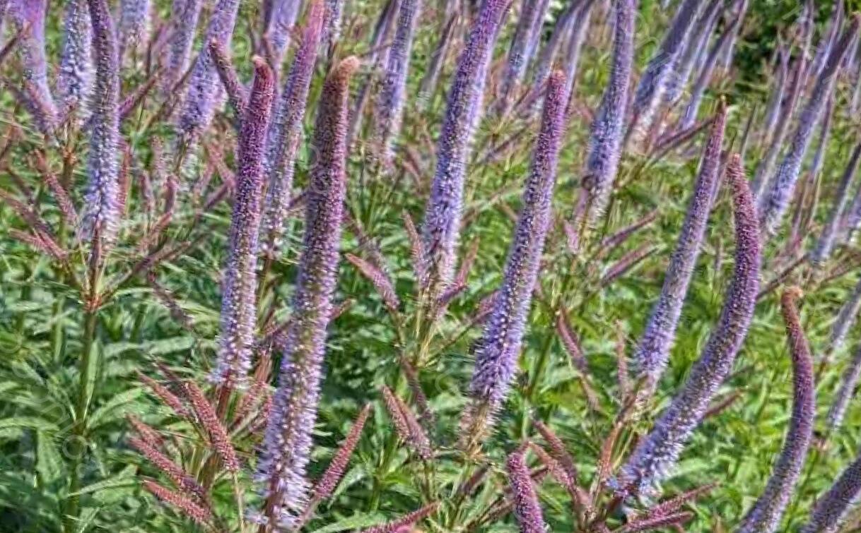 Rozrazilovec viržinský 'Apollo' - Veronicastrum virginicum 'Apollo'
