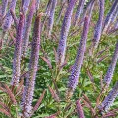 Rozrazilovec viržinský 'Apollo' - Veronicastrum virginicum 'Apollo'