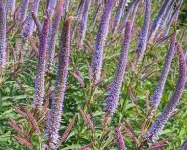 Rozrazilovec viržinský 'Apollo'