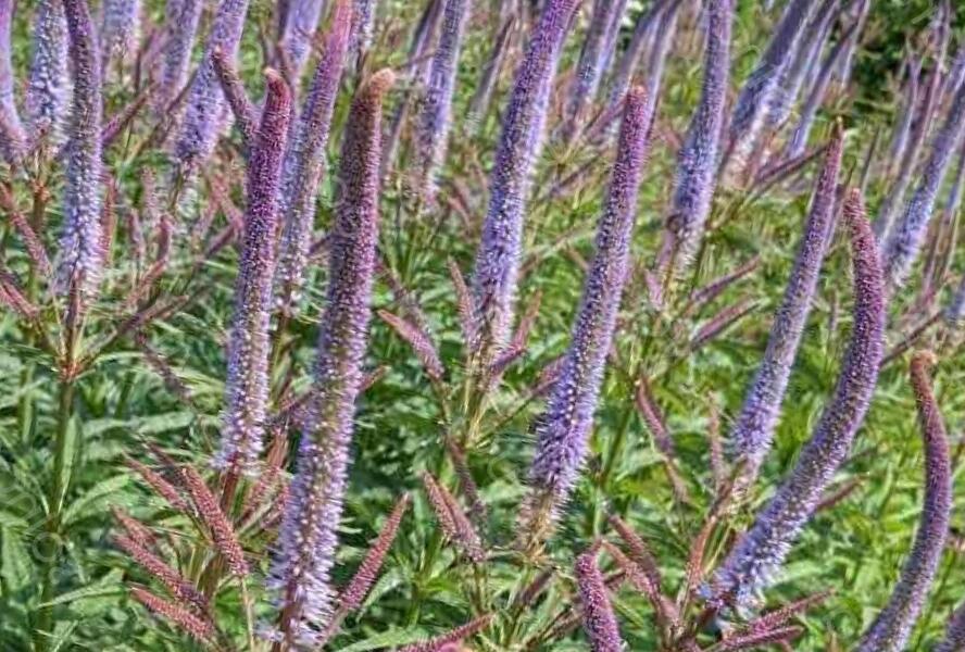 Rozrazilovec viržinský 'Apollo' - Veronicastrum virginicum 'Apollo'