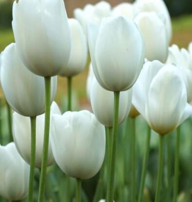 Tulipán pozdní 'Maureen' - Tulipa Single Late 'Maureen'