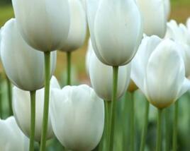 Tulipán jednoduchý pozdní 'Maureen'