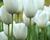 Tulipán jednoduchý pozdní 'Maureen'