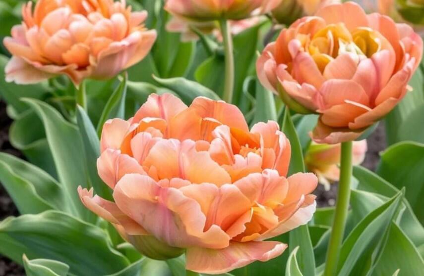 Tulipán 'La Belle Epoque' - Tulipa 'La Belle Epoque'