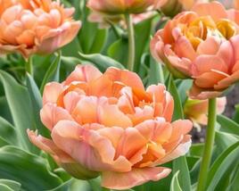 Tulipán 'La Belle Epoque'