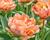 Tulipán 'La Belle Epoque'