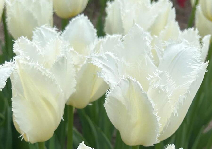 Tulipán třepenitý 'Honeymoon' - Tulipa Fringed 'Honeymoon'