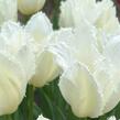 Tulipán třepenitý 'Honeymoon' - Tulipa Fringed 'Honeymoon'