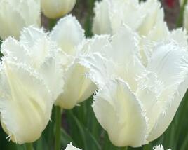 Tulipán třepenitý 'Honeymoon'