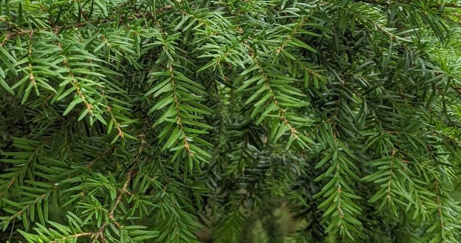 Lípa srdčitá 'Winter Orange' - Tilia cordata 'Winter Orange'
