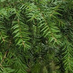 Lípa srdčitá 'Winter Orange' - Tilia cordata 'Winter Orange'
