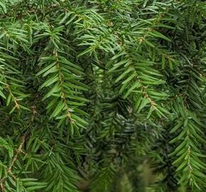 Lípa srdčitá 'Winter Orange' - Tilia cordata 'Winter Orange'