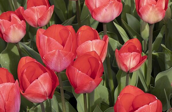 Tulipán Darwin hybrid 'Van Eijk' - Tulipa Darwin hybrid 'Van Eijk'