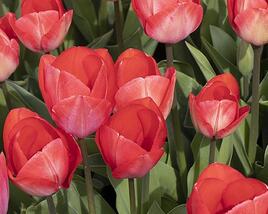 Tulipán Darwin hybrid 'Van Eijk'