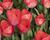 Tulipán Darwin hybrid 'Van Eijk'