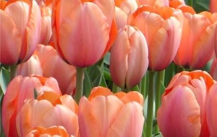 Tulipán Darwin hybrid 'Apricot Delight - Tulipa Darwin hybrid 'Apricot Delight'