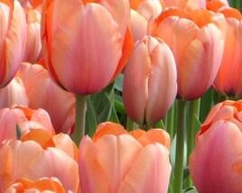 Tulipán Darwin hybrid 'Apricot Delight
