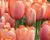Tulipán Darwin hybrid 'Apricot Delight