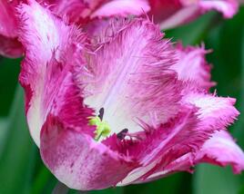 Tulipán 'Colours Fusion'
