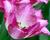 Tulipán 'Colours Fusion'