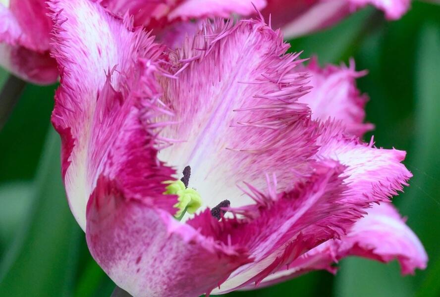 Tulipán 'Colours Fusion' - Tulipa 'Colours Fusion'
