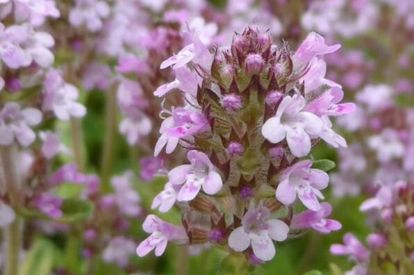 Tymián obecný 'Fleur Provencale' - Thymus vulgaris 'Fleur Provencale'