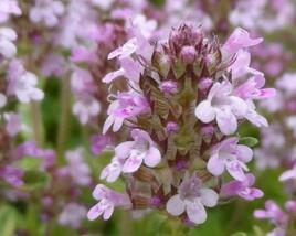 Tymián obecný 'Fleur Provencale'