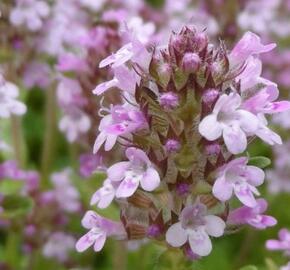 Tymián obecný 'Fleur Provencale' - Thymus vulgaris 'Fleur Provencale'