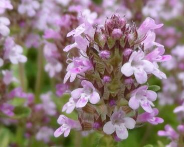 Tymián obecný 'Fleur Provencale'