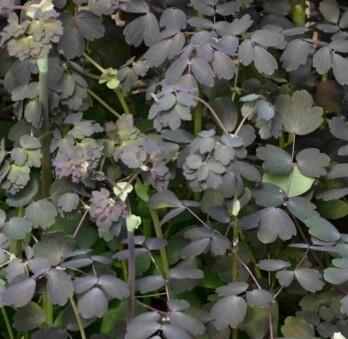 Žluťucha panitková 'Ghent Ebony - Thalictrum petaloideum 'Ghent Ebony'