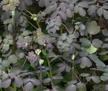 Žluťucha panitková 'Ghent Ebony