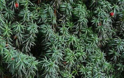 Tis červený 'Erecta' - Taxus baccata 'Erecta'