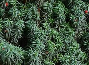 Tis červený 'Erecta' - Taxus baccata 'Erecta'