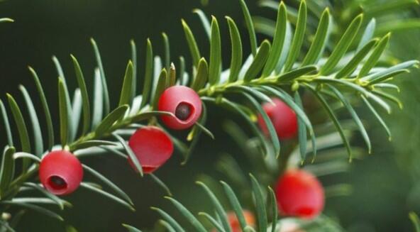 Tis červený 'Erecta' - Taxus baccata 'Erecta'