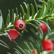 Tis červený 'Erecta' - Taxus baccata 'Erecta'