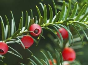 Tis červený 'Erecta' - Taxus baccata 'Erecta'