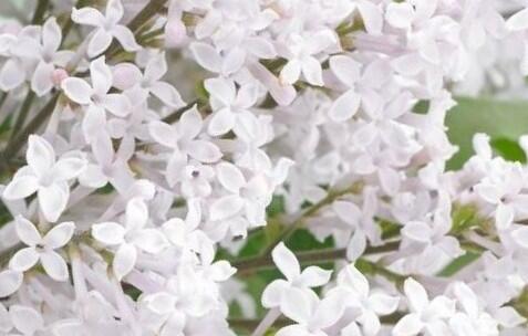 Šeřík Meyerův 'Flowerfesta White' - Syringa meyeri 'Flowerfesta White'