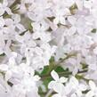 Šeřík Meyerův 'Flowerfesta White' - Syringa meyeri 'Flowerfesta White'