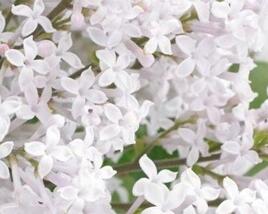 Šeřík Meyerův 'Flowerfesta White'